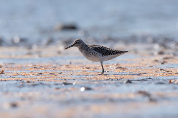 The wood sandpiper (Tringa glareola)