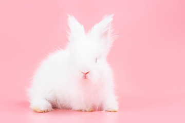 White adorable baby rabbit on pink background. Cute baby rabbit.