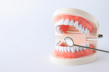 Typodont teeth and dentist mirror on white background. Space for text