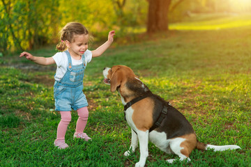 Little Caucasian girl walks with her dog in the summer in the park on the nature. Breed beagle