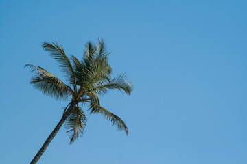 Palms minimalism against the sky