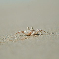 Crab posing on the beach in Goa