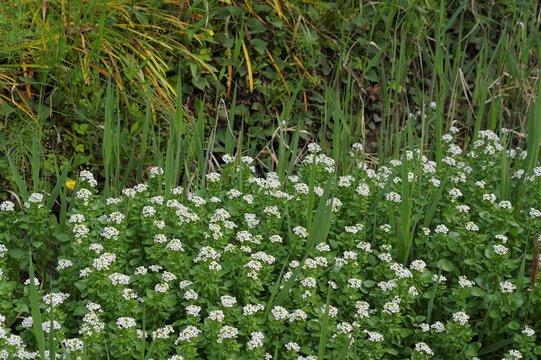 白い花を咲かせた雑草 Stock Photo Adobe Stock
