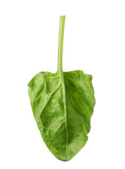 Fresh leaf of spinach isolated on white