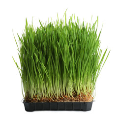 Fresh green wheat grass in container on white background