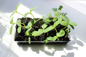 young shoots of plants for the garden