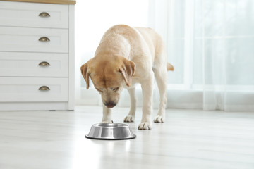 Yellow labrador retriever eating from bowl on floor indoors