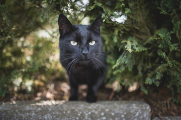black domestic shorthair cat  standing on a curb under a conifer tree