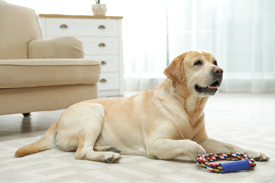 Yellow Labrador Retriever With Toy On Floor Indoors