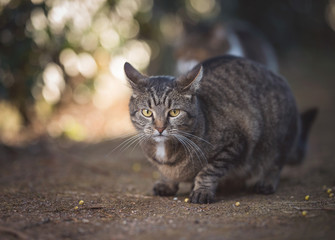 tabby domestic shorthair cat waiting on a foot path in the back yard