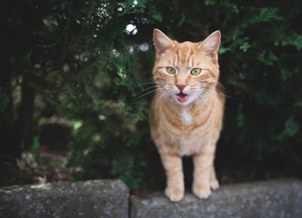 tabby red ginger cat standing under a conifer tree meowing