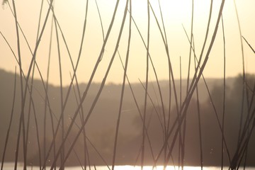 Obraz premium sunset on the lake with reed