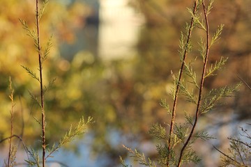 autumn leaves in the forest