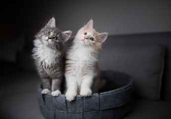 two playful maine coon kittens standing in pet bed looking into the light source curiously and...