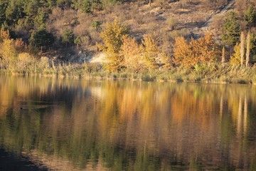 branches of tree with sea reflection