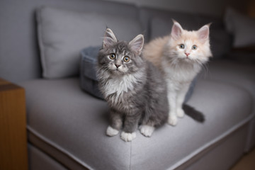 two playful maine coon kittens standing on a sofa looking curiously