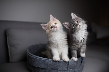 two playful maine coon kittens standing in pet bed looking into the light  source curiously and  tilting their heads simultaneously - obrazy, fototapety, plakaty