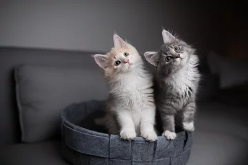 Fotobehang two playful maine coon kittens standing in pet bed looking into the light  source curiously and  tilting their heads simultaneously © FurryFritz