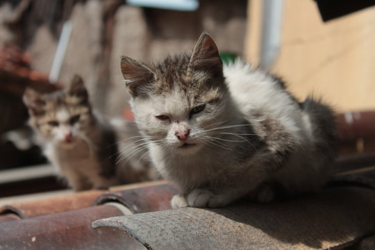 Three cute kittens on the roof, all looking up