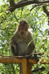 Obraz premium Monkey in forest