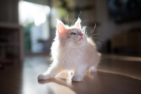 backlit red cream colored maine coon kitten playing and looking up
