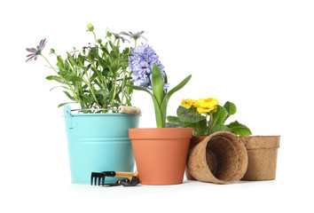 Potted blooming flowers and gardening equipment on white background