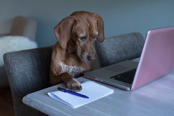 vizsla mix pointer dog works behind the pink laptop