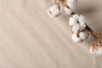Branch with cotton flowers on fabric, view from above. Space for text