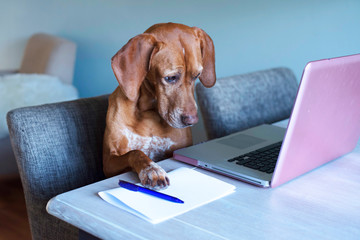 vizsla mix pointer dog works behind the pink laptop