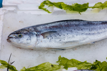Lampuga fish at market