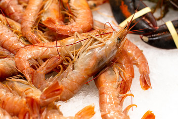 Big fresh natural shrimps on ice. Close up of traditional premium seafood