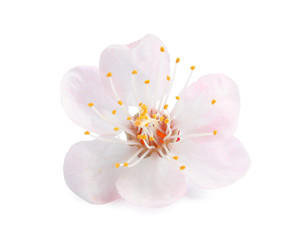 Fototapeta na wymiar Beautiful apricot tree blossom on white background. Springtime