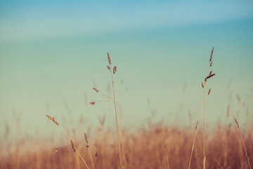 Closeup of grass stems on blurred background