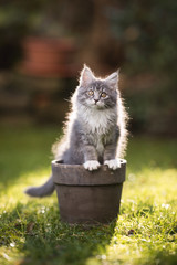 backlit blue tabby maine coon kitten sitting in a plant pot in the garden looking at camera tilting...