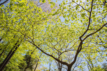 Fototapeta premium 新緑と青空