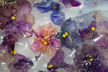 Frozen flowers in the ice violets. Lilac, pink, multi-colored. It looks like it was painted with oil paints. 