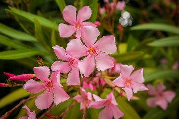 pink flowers in garden