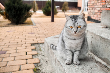 tabby cat sitting on the stairs
