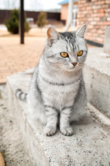 Naklejka na ściany i meble tabby cat sits on the steps of the house