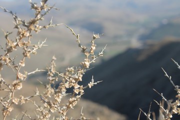flowers on background of blured mountain background