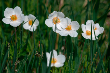 Fototapeta premium field of daisies