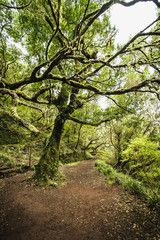 Fototapeta na wymiar Madeira old Tree