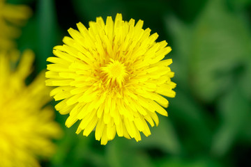 Beautiful yellow dandelions. Simple rural flowers. All background. Bright