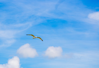 seagull in the sky