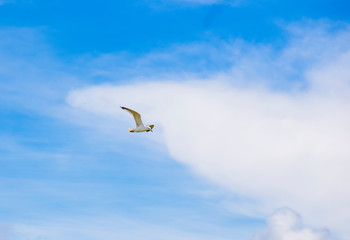 seagull flying in the sky