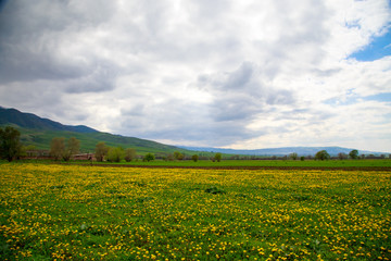 Obraz premium Beautiful spring and summer landscape. A field of yellow dandelions, green grass and mountains. Blue sky and white clouds. Kyrgyzstan Background for tourism.