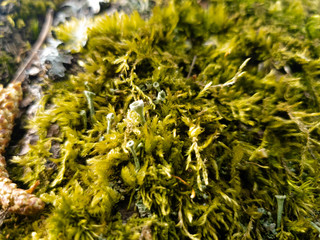 Moss on the bark of a tree. Moss grows on a pine tree.