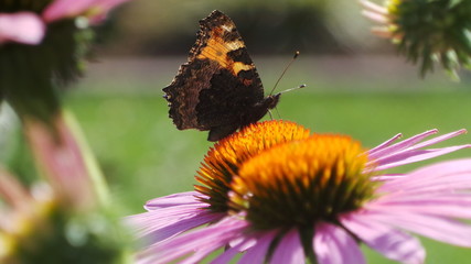 Butterfly resting on a flower
