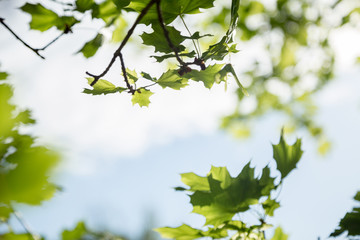 Branches of a maple tree opposite blue sky