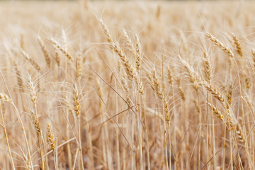 Wheat crops in a field, macro